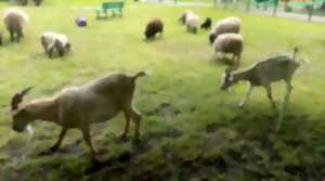 photo Ferme pédagogique