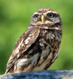 photo Rencontres de la Biodiversité : Nuit de la Chouette