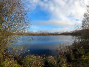 photo Les oiseaux des étangs de Plessis-Brion