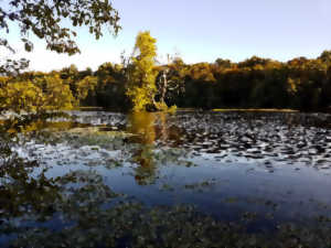 photo Les étangs de Commelles par Karuna Nature