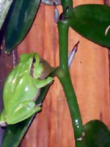 photo Participation à la Journée Mondiale des Zones Humides ; La biodiversité au jardin, zoom sur les amphibiens