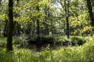 photo Animations et découverte de la forêt de Saint Michel