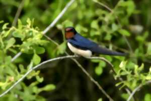 photo Les oiseaux des villages