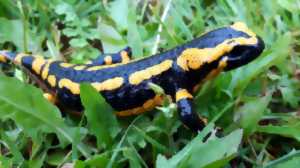 photo Sortie : la Grande Vadrouille des Amphibiens du Vendômois à Vendôme