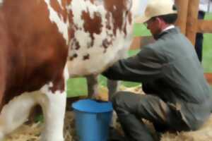 Agnelage et visite guidée à la Ferme du Lion d'Or