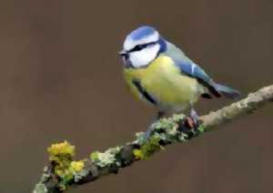 photo Sortie d'observation des oiseaux de nos villages