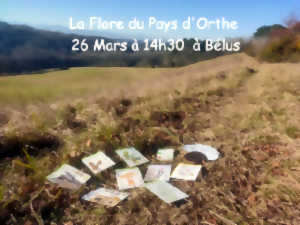 photo La flore du Pays d'Orthe