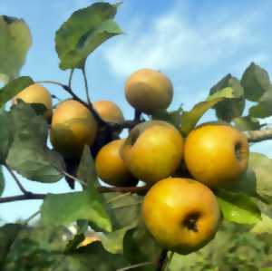 photo Stage autour des arbres fruitiers