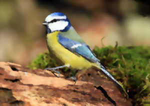 photo À la découverte des oiseaux forestiers