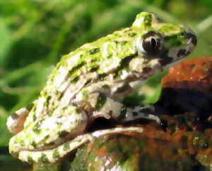 photo Sortie Nature des grenouilles et des carrières en Thouarsais