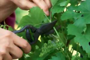 photo Atelier taille de treilles de vignes