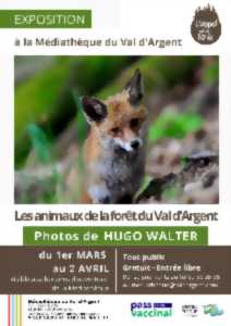 photo Exposition les animaux de la forêt du Val d'Argent