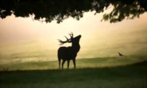 Le brame du cerf