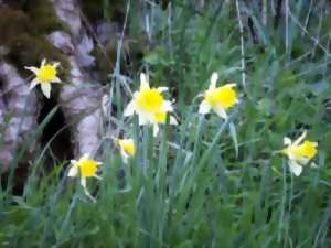 photo Fête des jonquilles à Le Tourneur