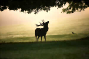 photo Randonnée nocturne brame du cerf