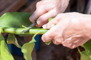 photo Animation greffage des arbres fruitiers