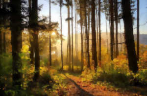 photo Balades découverte de la forêt et ateliers