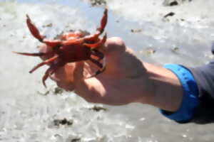 photo Pince mi pince moi : petite pêche aux crabes