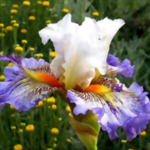 Floraison des Iris Cayeux