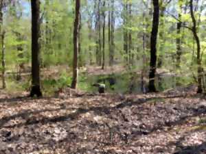 photo CONFÉRENCE : LES FORÊTS COMMUNALES DE SARREGUEMINES AU 18E SIÈCLE