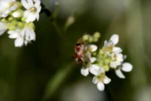 photo Atelier nature au Lescarret