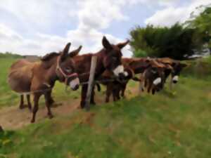 À la découverte des baudets du Poitou