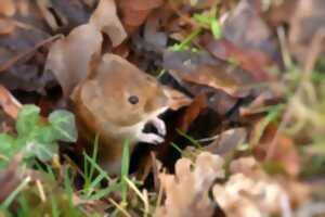 photo Petits rongeurs des bois et des haies