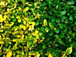 photo Haies et vergers : Des trésors de biodiversité