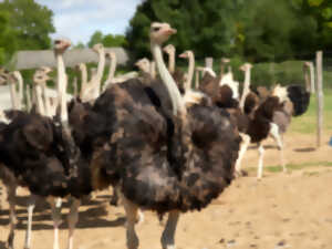 Chasse aux oeufs à la ferme et dans le labyrintruche