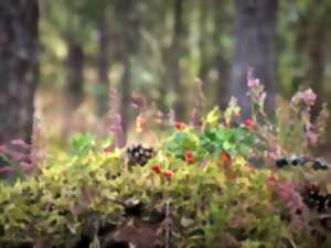 photo Immersion forestière