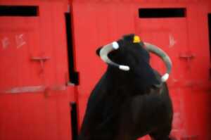 photo Fêtes patronales de Toulouzette