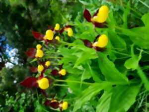 Sortie botanique, Les fleurs et orchidées de la vallée d’Ossau