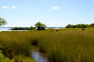 photo Découverte des prairies au bord du lac de Parentis