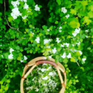 Initiation aux plantes sauvages et cuisine nomade