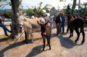 photo Fête des ânes