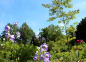 Les orchidées du Jardin botanique