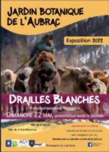 Exposition Drailles Blanches à Aubrac