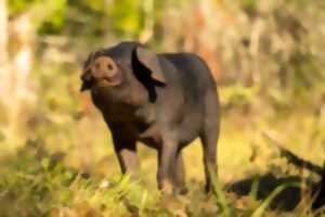 Le Lot de Ferme en Ferme : Ferme du Tessou