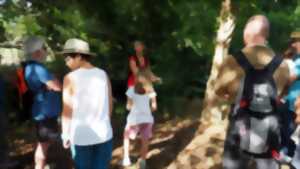 Promenade nature en forêt sur l'histoire et la gestion de la forêt Landaise