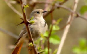 photo Rendez-vous nature : Les chants d'oiseaux