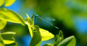 Fête de la nature - Découverte des libellules