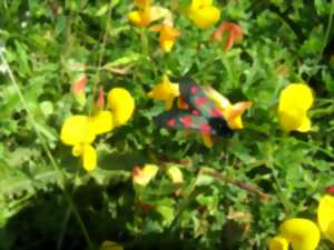 photo Papillons et Cie dans les dunes de Gouville-sur-Mer