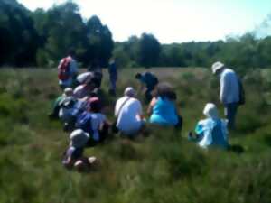 photo Au pays des plantes carnivores à la lande des Cent Vergées