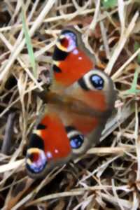 photo Papillons et Cie