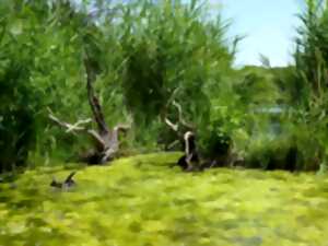 photo Rendez-vous nature : Rencontre avec la cigogne d’Alsace