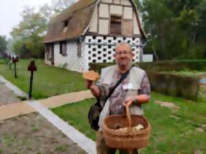 Rendez-vous nature : Les champignons