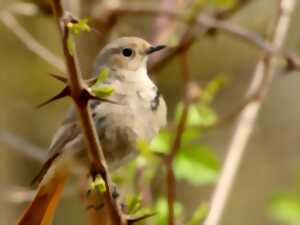photo Rendez-vous nature : Les chants d'oiseaux