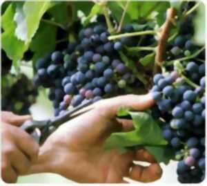 photo Journée vendanges au Château De La Croix