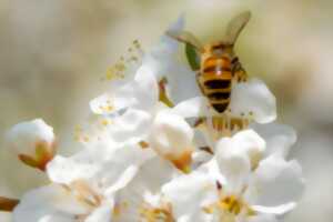 Zzzoom sur les abeilles