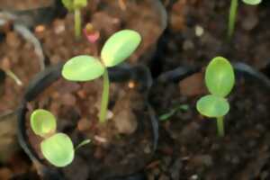 photo Bourse aux plantes